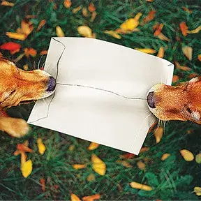 Tyvek® Envelopes